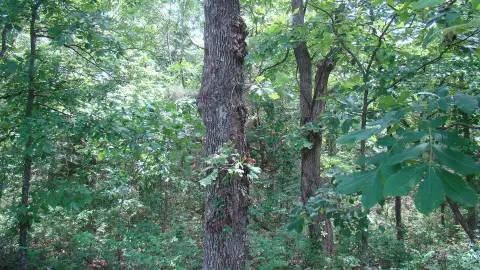 Acreage Near Jacks Fork River