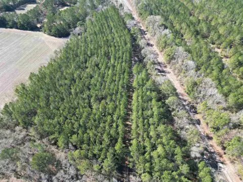 Wooded Land in Flomaton, Alabama