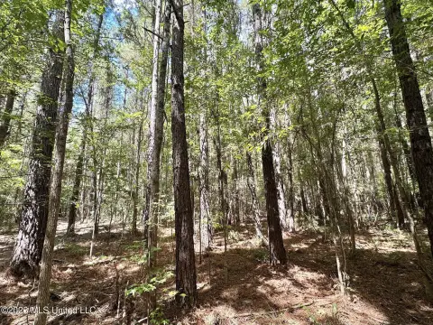 Timbered Land with Creek Frontage