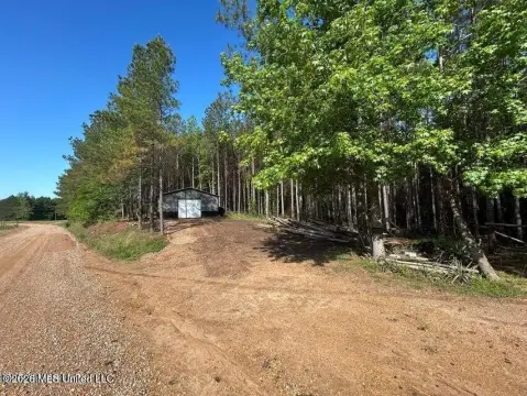Pine Timber Hunting Land