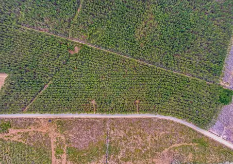 Galivants Ferry Acreage with Frontage