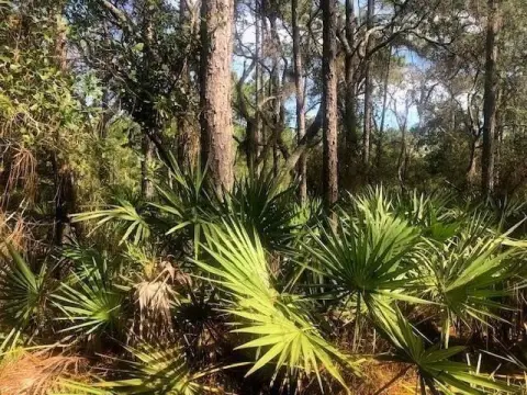Secluded Hunting Lot in Orlando