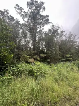Wooded Land Parcel