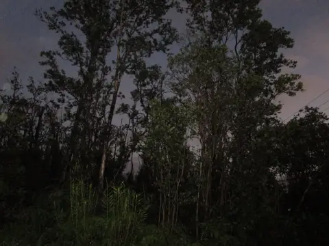 Three-Acre Land Parcel with Native Trees