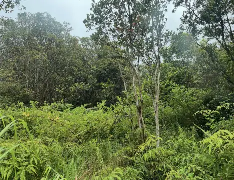 Mountain Land Parcels