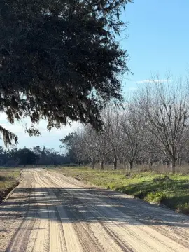 306 Acres Turn-Key Pecan Orchard