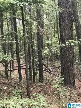 Residential Lot in Alpine, AL