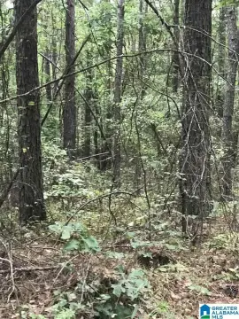 Residential Lot in Alpine, AL