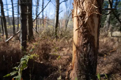 Wooded Land Near Laurel Highlands
