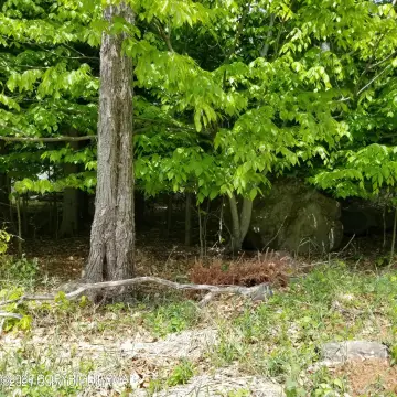 Land in Tobyhanna, PA