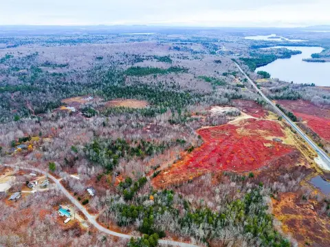 Farmland with Blueberry Fields