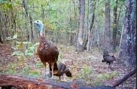 Ozarks Land for Recreation/Home