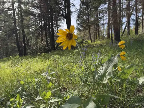 Wooded Recreational Land Parcel