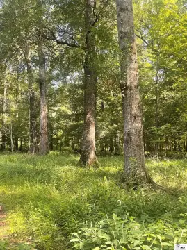 Hunting and Recreation Land with Creek