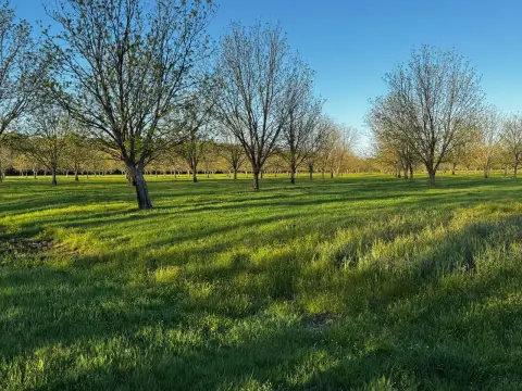 Agricultural Land and Pecan Orchard