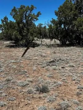 Heavily Treed Land in Quemado