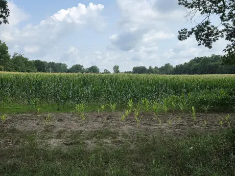 Agricultural Land With Road Frontage