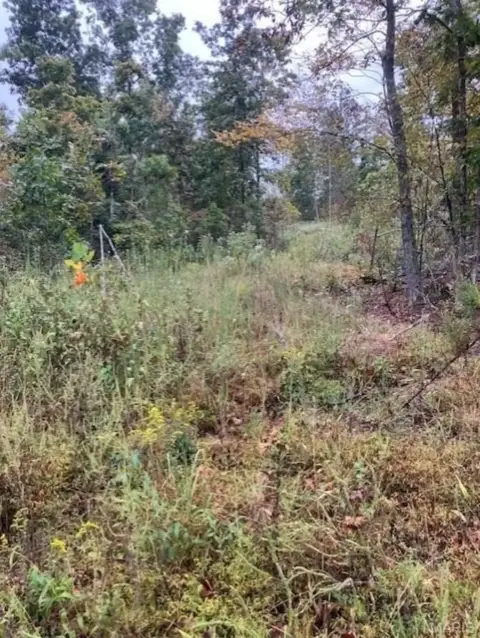 Ozark Oasis Acreage For Sale