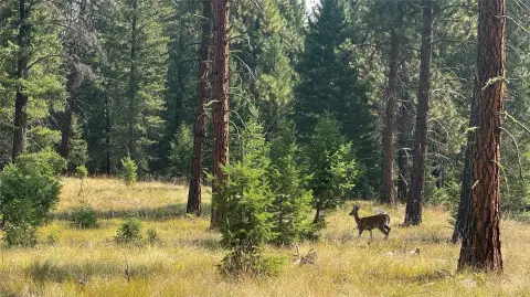 Recreation Land Bordering USFS