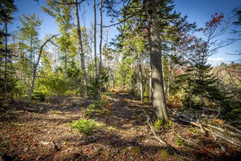 New Harbor Wooded Lot