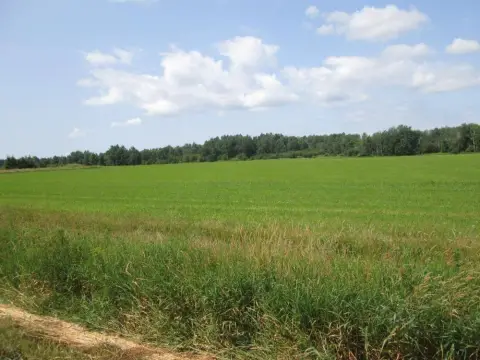 Vacant Farmland with Cropland and Timber
