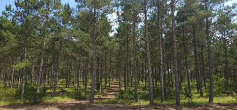 Wooded Recreation Land Homesite