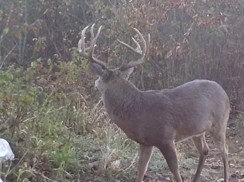 Turnkey Deer and Turkey Hunting Land
