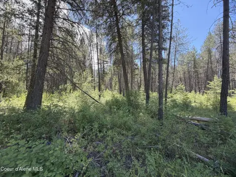 Level Wooded Residential Land