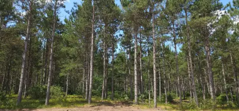 Wooded Recreational Land Homesite