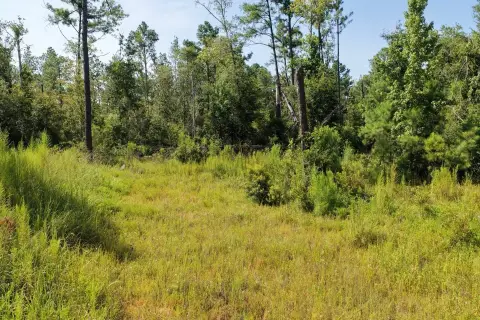 North Florida Hunting Land