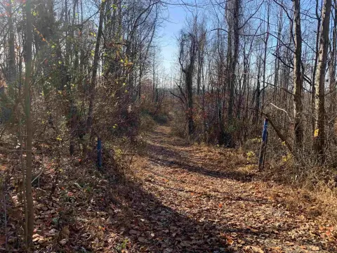 79+ Wooded Acres Near Tygart Lake