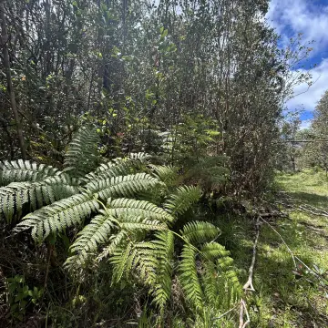 Forested Residential Land Lot