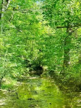 Wooded Hunting and Recreation Land