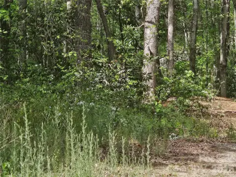 Buildable Lot in Candler, NC