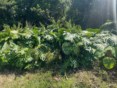 Land in Quiet Pahoa Neighborhood
