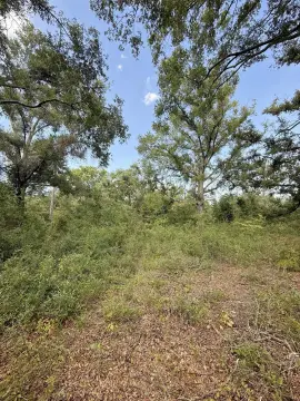 Live Oak Land Near Suwannee