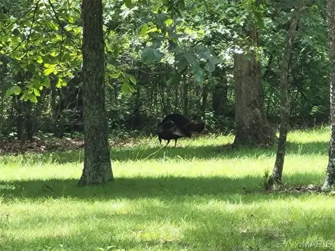 Wooded Recreational Land Tract