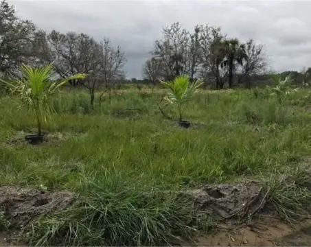 Okeechobee Agricultural/Residential Land