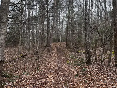 Unrestricted Land Bordering National Forest