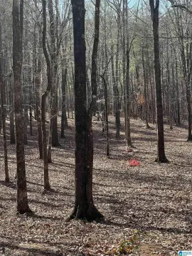 Wooded Acreage Near Downtown