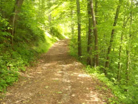 164 Acres of Wooded Land