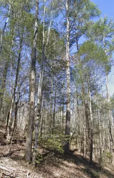 Sevierville TN Land For Sale
