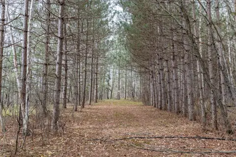 40 Acres of Hunting Land