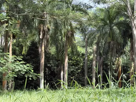 Kilauea Land on Kuawa Road