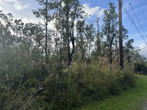 Unspoiled Hawaiian Forest Land
