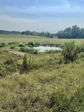 Cattle Farm with Three Ponds