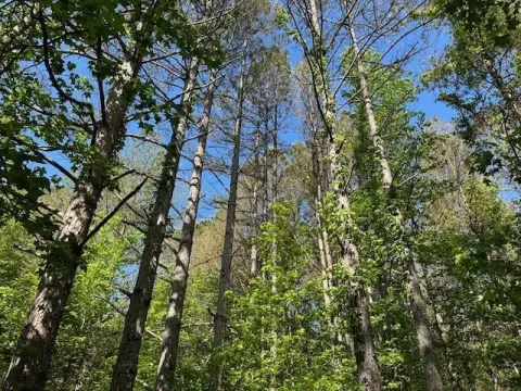 Red Bay Vacant Land Tract