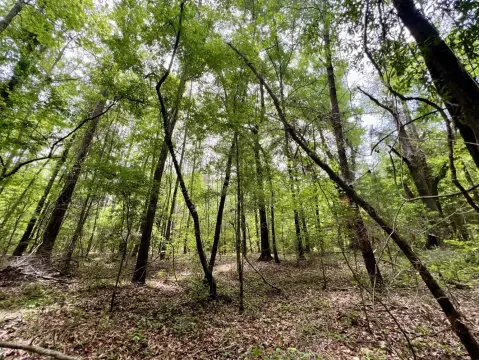 Vacant Land in Whatley, Alabama