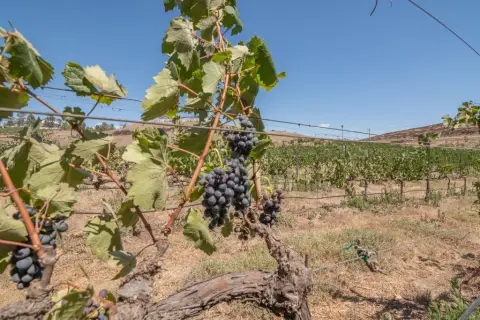 Vineyard Land with Lake View