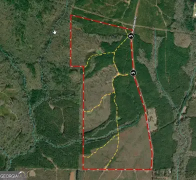 Professionally Managed Loblolly Pine Plantation